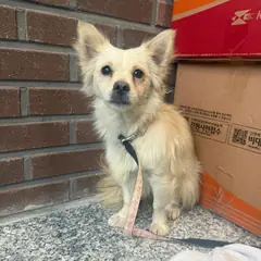 강릉시 크림색 믹스견 암컷