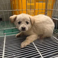 강릉시 크림색 믹스견 수컷
