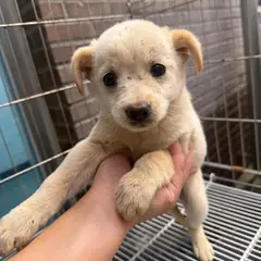 강릉시 크림색 믹스견 암컷