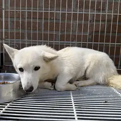 강릉시 흰색 믹스견 암컷