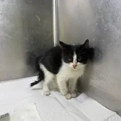 강릉시 기타(검정,흰색) 한국 고양이 암컷