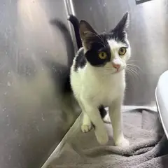 강릉시 기타(검정,흰색) 한국 고양이 암컷