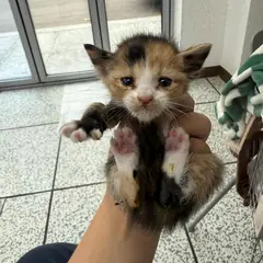 강릉시 검은색흰색황토색조합 한국 고양이 암컷