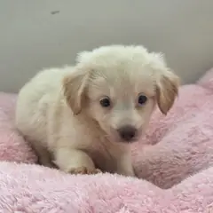 동해시 크림색 믹스견 암컷