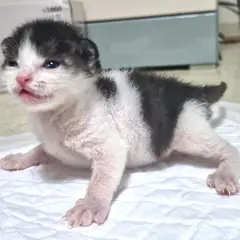 동해시 흰색/검은색 얼룩무늬 한국 고양이 성별 미상