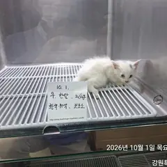 태백시 흰색 한국 고양이 암컷