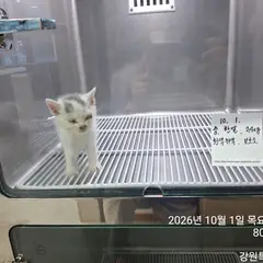 태백시 흰색 한국 고양이 수컷