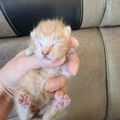 속초시 레몬색&흰색 한국 고양이 수컷