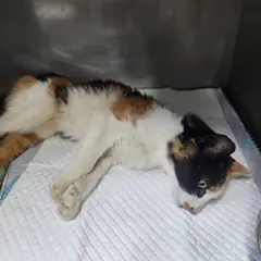 속초시 검은색흰색황토색조합 한국 고양이 암컷