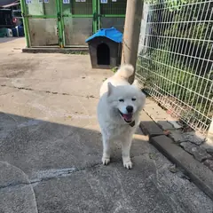 속초시 흰색 사모예드 암컷