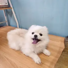 속초시 흰색 포메라니안 암컷