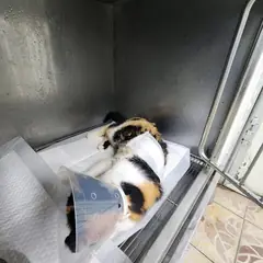속초시 검은색흰색황토색조합 한국 고양이 암컷
