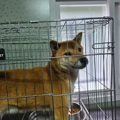 삼척시 황갈색 시바 수컷