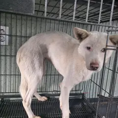 삼척시 흰색 믹스견 암컷