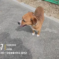 홍천군 갈색&흰색 믹스견 수컷