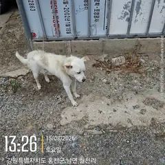 홍천군 흰색 믹스견 수컷