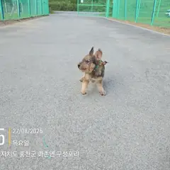 홍천군 검정&황갈색 믹스견 수컷