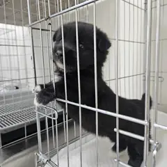 횡성군 검정&흰색 믹스견 암컷