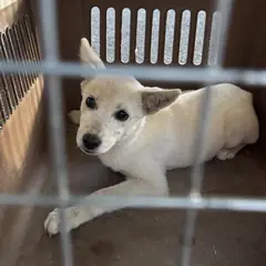 횡성군 흰색 믹스견 암컷