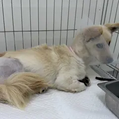 횡성군 흰색 믹스견 암컷