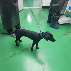 영월군 검정색 믹스견 암컷