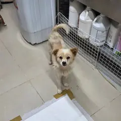 평창군 갈색&흰색 믹스견 암컷