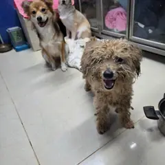 평창군 갈색 푸들 수컷