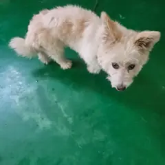 정선군 흰색 믹스견 암컷