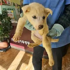 정선군 흰색 믹스견 암컷