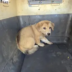 철원군 황갈색 믹스견 수컷