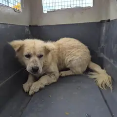 철원군 흰색 믹스견 성별 미상