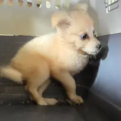 철원군 황갈색 믹스견 암컷