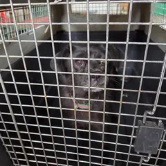 철원군 검정색 믹스견 암컷