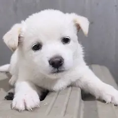 화천군 흰색 믹스견 암컷