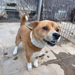 양구군 갈색&흰색 믹스견 암컷