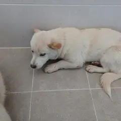 인제군 흰색 믹스견 수컷