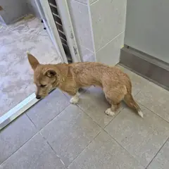 인제군 황갈색 노리치 테리어 암컷