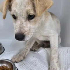 고성군 흰색 믹스견 수컷