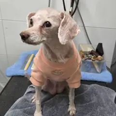 충주시 흰색 푸들 암컷