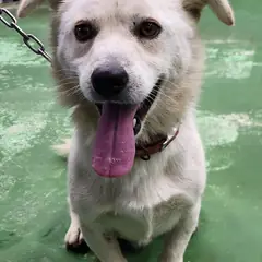 제천시 흰색 믹스견 수컷