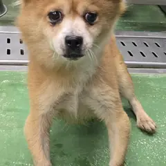 제천시 갈색 믹스견 수컷