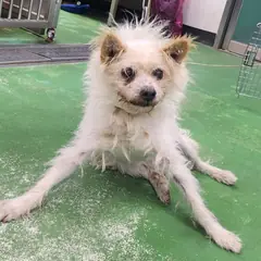 제천시 흰색 믹스견 수컷
