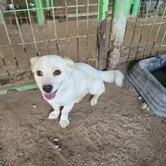 보은군 흰색 믹스견 암컷
