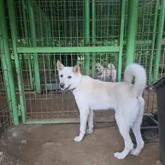 보은군 흰색 진도견 수컷