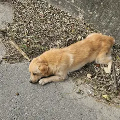 보은군 갈색 믹스견 암컷