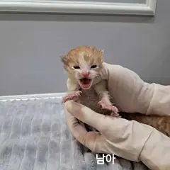 옥천군 레몬색&흰색 한국 고양이 수컷