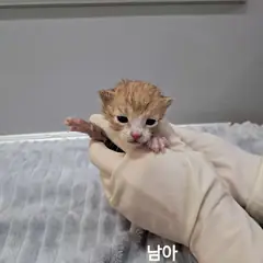 옥천군 레몬색&흰색 한국 고양이 수컷