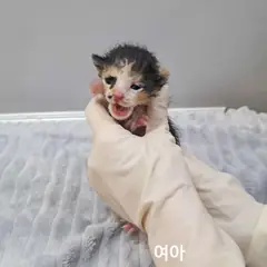 옥천군 검은색흰색황토색조합 한국 고양이 암컷
