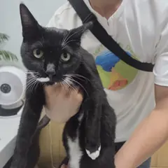 영동군 검정색 한국 고양이 암컷