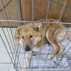 영동군 황갈색 믹스견 암컷